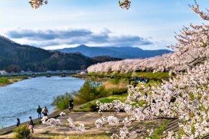 Springtime in Akita