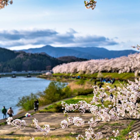 Kakunodate Cherry Blossom Festival 2025