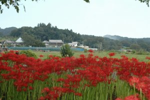 Spider lilies with kinchakuda and part of Mt. Hiwada in the background.