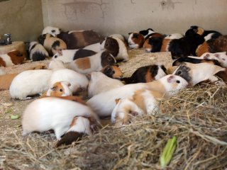 Guinea pigs are popular zoo animals in Japan.
