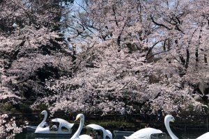 Cherry Blossoms at Inokashira Park