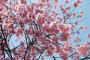 Where to Find Cherry Blossoms in Urasa