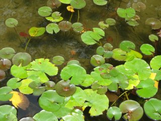 Lily pads and "space" medaka (small fish) in the pond