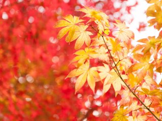 Maple leaves are turning colors into red as well