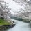 Taihei River Sakura Festival 2024