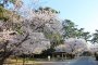 Sakura Season at Kagawa's Kotohiki Park