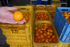 At Sowakajuen the harvested mikan are prepared for shipping or they are used to make juice