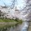 Sakura Season at Toyama's Matsukawa Park 2025