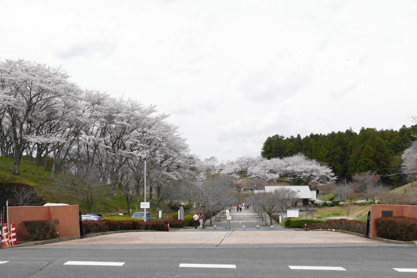 Shizumine Furusato Park is a popular springtime destination