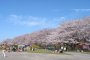 Miyagawa Tsutsumi Park Sakura Festival