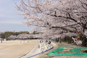 Beautiful blooms at Aichi's Tsuruma Park