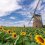 Windmill Sunflower Garden 2024