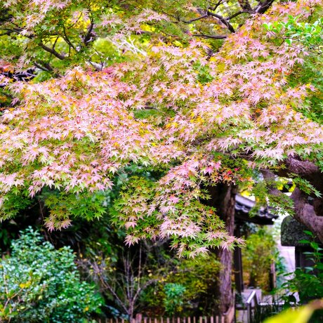 Kamakura Camera — Autumn Colors
