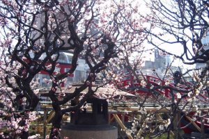 7 Spots for Plum Blossoms in Tokyo