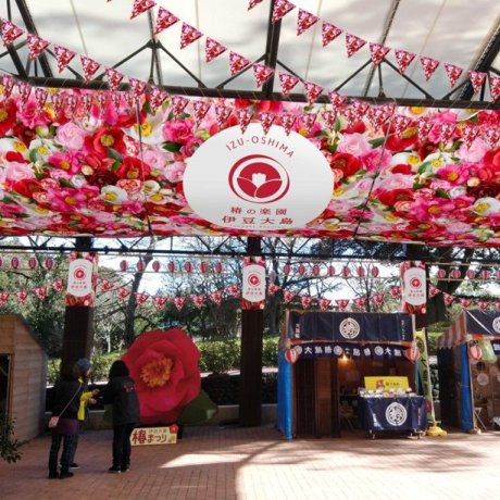Izu Oshima Camellia Festival