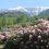 Asama Kogen Rhododendron Festival 2024