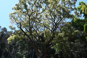 Giant camphor tree