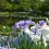 Iris and Water Lily Festival 2024