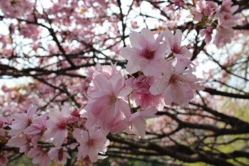 Atomi Gakuen Cherry Blossom Festival