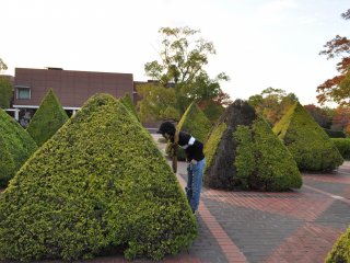 Live topiary sculpture
