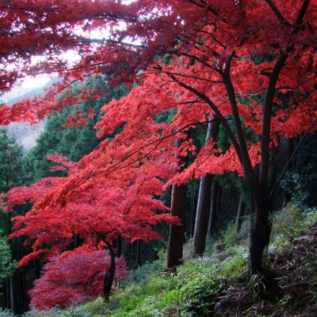 Oyama in Autumn