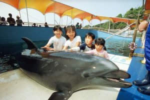The kids, and adults alike, love petting the dolphins!