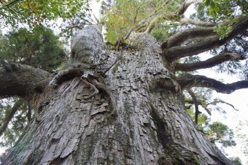이 큰 삼나무는 500년 전 야쿠도에서 옮겨온 것이다
