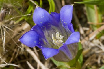 <p>Rindo, or Japanese gentian (Gentiana scabra), blooms here from September to November</p>