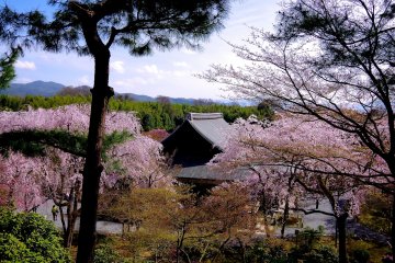 <p>Pine tree and cherry blossoms</p>