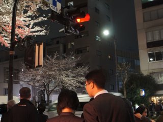 A couple on way back from a hard day&#39;s work find time to come to Kudanshita and enjoy the blossoms with the night-time light-up.