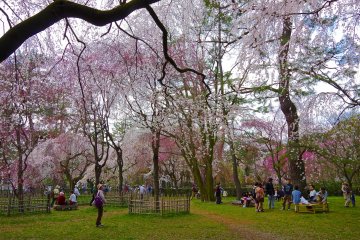 모든 사람들이 벚꽃을 보면서 즐거운 시간을 보내고 있다