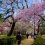 เกียวโต: Gyoen Garden ในฤดูใบไม้ผลิ