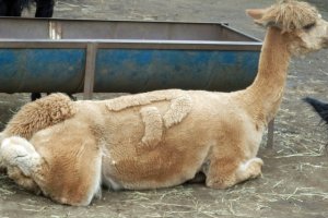 In the summer, their fur is sheared but Japanese letters are shorn into their fur