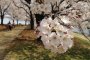 Flores de cerejeira em Akabane