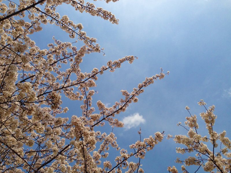 <p>湛蓝的天空是樱花最美的背景。</p>