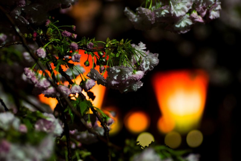 Капли дождя и цветущая сакура