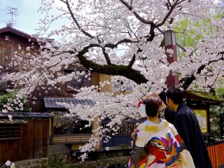 Couple en kimono sous les cerisiers en fleurs