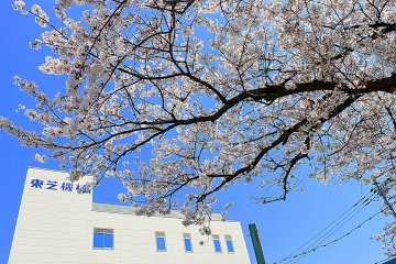 <p>This cherry blossom tree adds drama to the entrance of this building&#39;s compound. &nbsp;</p>