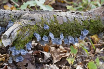 <p>Moss and mushrooms have found a home on this log</p>