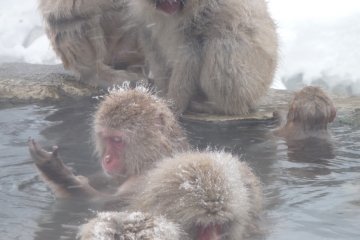 Snow Monkeys Taking an Onsen