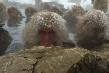 Snow monkey in natural hot spring