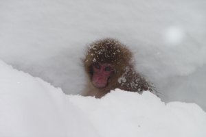 Baby Snow Monkey
