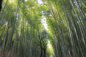 Des milliers de bambous poussent en ligne à Sagano à Kyoto