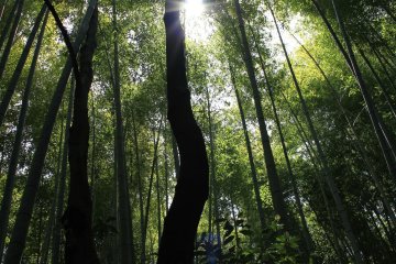 Солнечный свет пробивается сквозь бамбуковую завесу