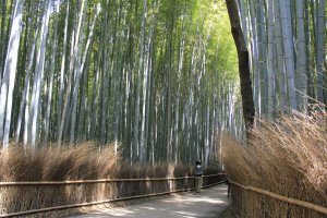 Cercas no caminho muito agradáveis para apreciar em Sagano, Quioto