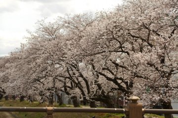 <p>Cherry blossoms in full bloom near Tsukumo Bridge</p>