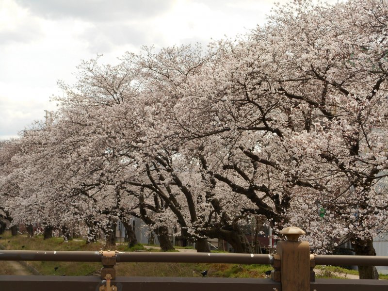 <p>Cherry blossoms in full bloom near Tsukumo Bridge</p>