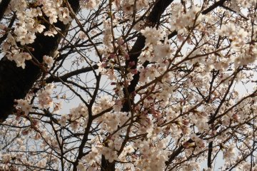 <p>Cherry blossoms look very happy basking in the sun</p>