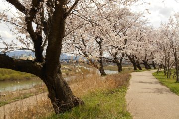 <p>On a weekday, even in cherry blossom season, the walkway is deserted</p>