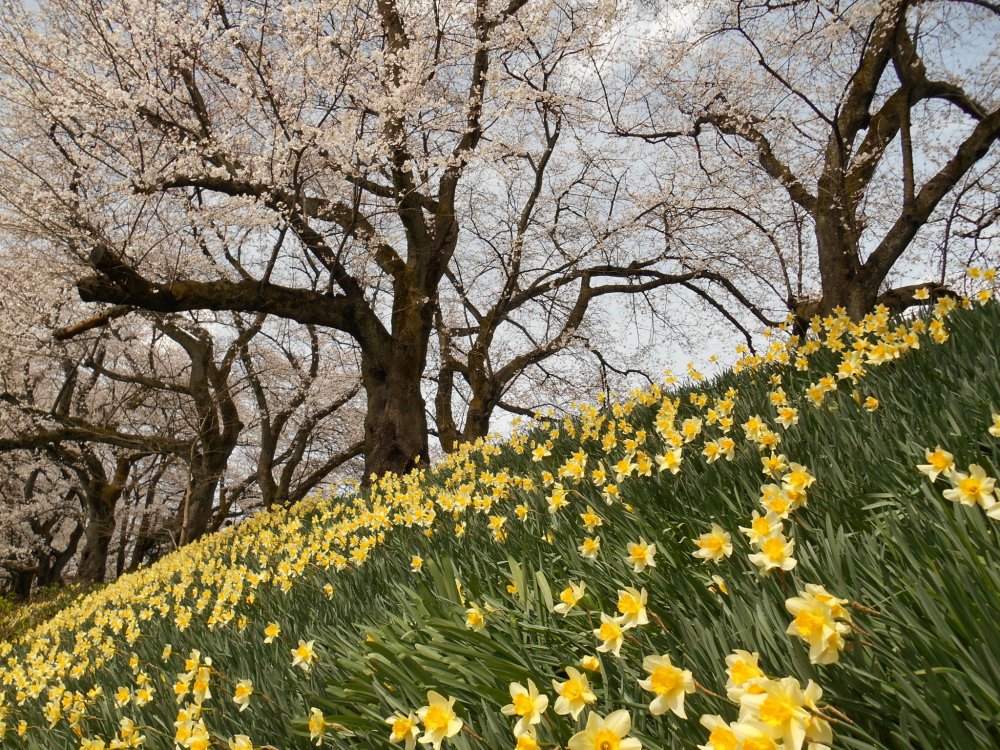 Cherry trees and yellow daffodils on the bank